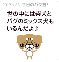 世の中には柴犬とパグのミックス犬もいるんだよ♪