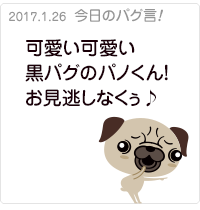 可愛い可愛い黒パグのパノくん！お見逃しなくぅ♪
