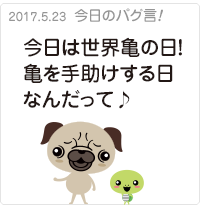 今日は世界亀の日！亀を手助けする日なんだって♪