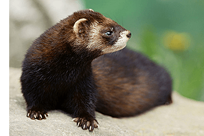 フェレット画像