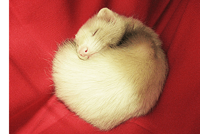 フェレット画像