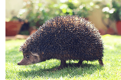 ハリネズミ画像