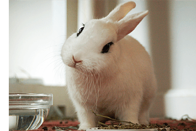 ウサギ画像
