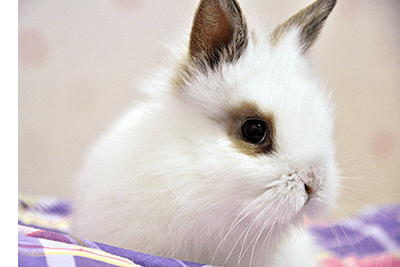 ウサギ画像